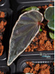 Begonia darthvaderiana x nothobaramensis