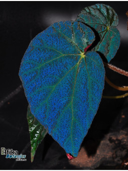 Begonia "Photogenicus"