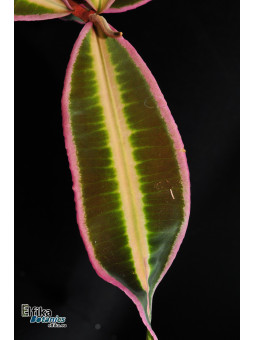 Emblemantha sp. Line (Wide Edge)