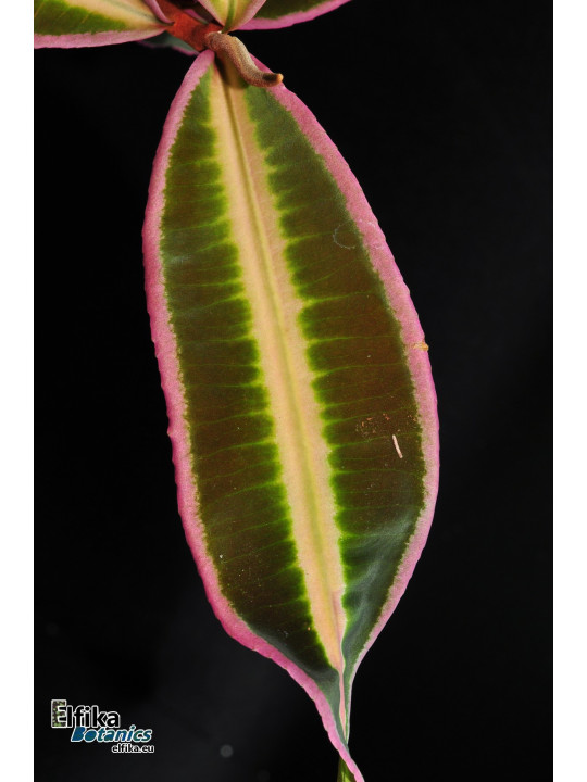 Emblemantha sp. Line (Wide Edge)
