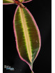 Emblemantha sp. Line (Wide Edge)