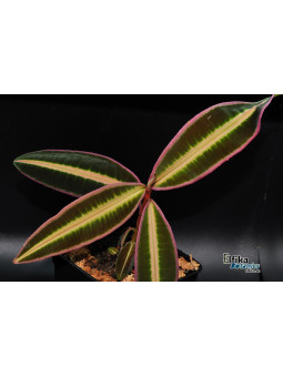 Emblemantha sp. Line (Wide Edge)