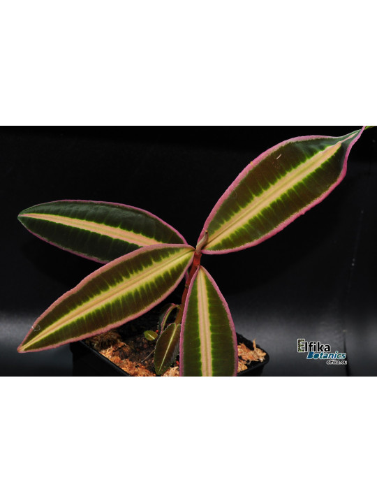 Emblemantha sp. Line (Wide Edge)