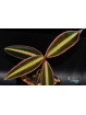 Emblemantha sp. Line (Wide Edge)