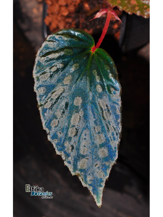 Begonia "Chlorometal"