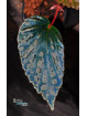 Begonia "Chlorometal"