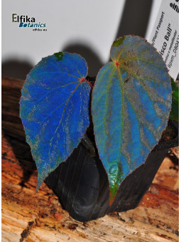 Begonia "Elfika Disco Ball"