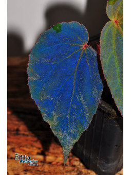 Begonia "Elfika Disco Ball"