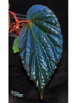 Begonia "EB Blue Museum"