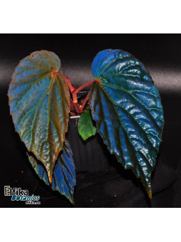 Begonia "EB Blue Museum"