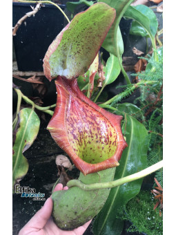 Nepenthes truncata x ephippiata (cl.1, male)