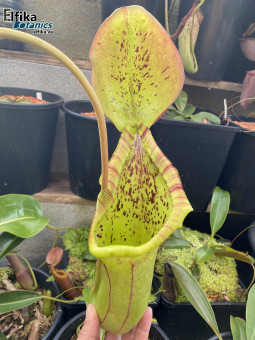 Nepenthes truncata x ephippiata (cl.1, male)
