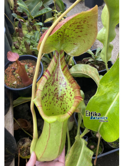 Nepenthes truncata x ephippiata (cl.1, male)
