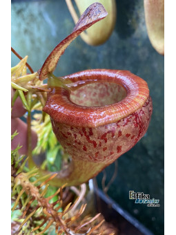 Nepenthes tenuis x flava (fem.)