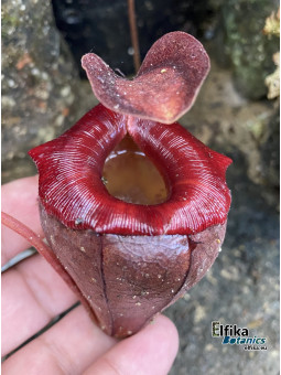 Nepenthes tenuis x flava (fem.)
