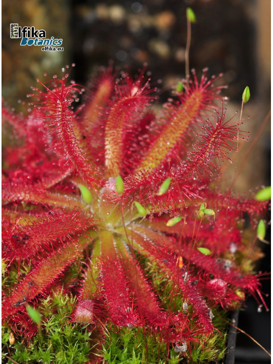 Drosera graomogolensis Itacambira