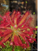 Drosera graomogolensis Itacambira