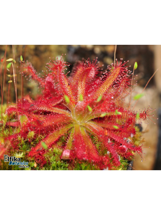 Drosera graomogolensis Itacambira