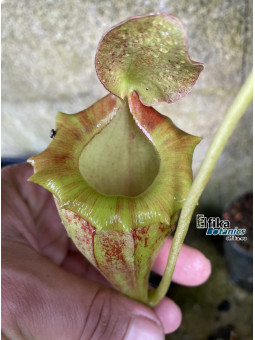 Nepenthes flava (fem.)