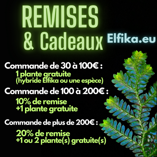 Remises et cadeaux